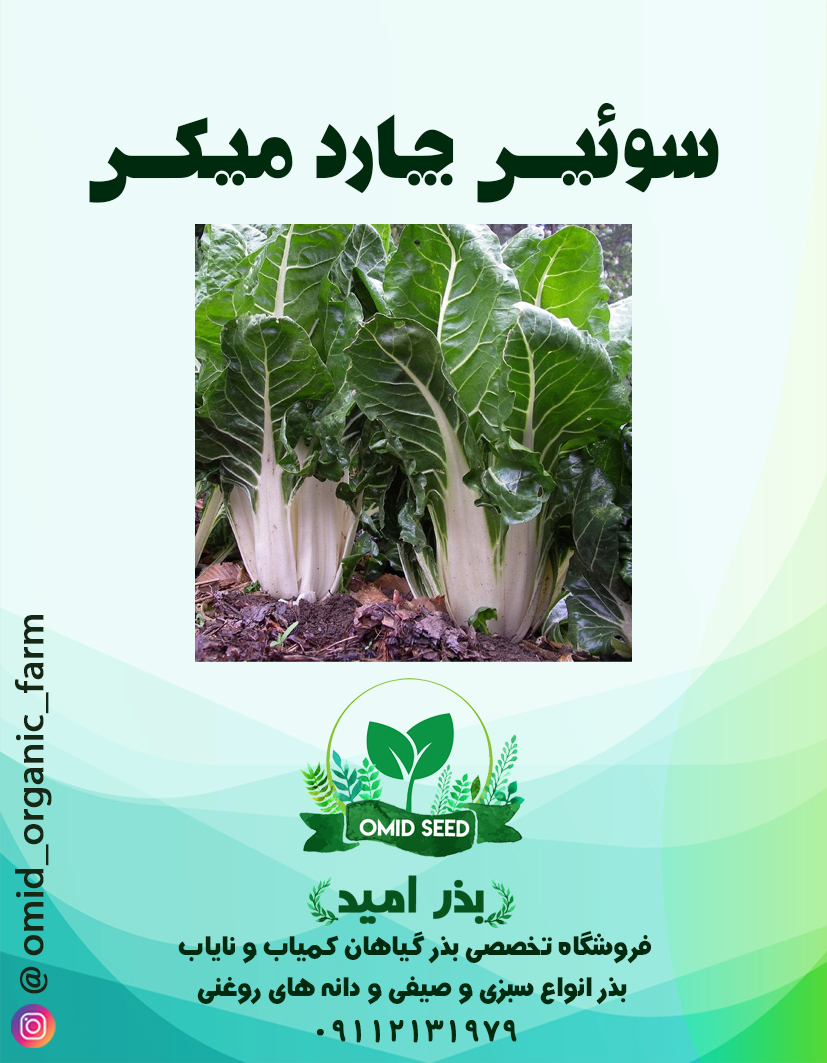 002 بذر سوئیس چارد سفید NS Seed - تصویر 1