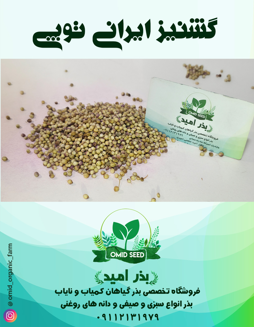 002 بذر عمده گشنیز توپی ایرانی - تصویر 1