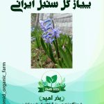 پیاز گل سنبل ایرانی