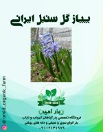 پیاز گل سنبل ایرانی