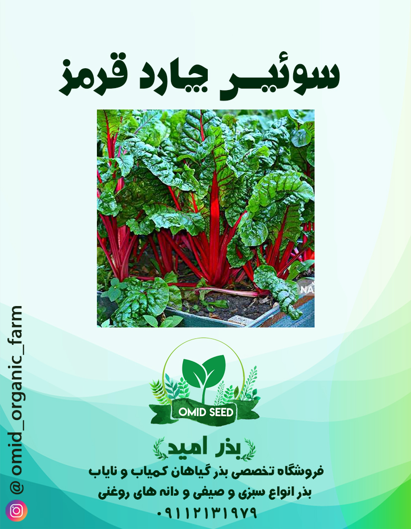 004 بذر سوئیس چارد قرمز NS Seed - تصویر 1