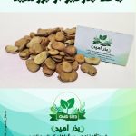 بذر باقلا بذرگیری از بروسید ایتالیا