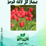 پیاز گل لاله قرمز هلندی