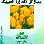 پیاز گل لاله زرد المپیک