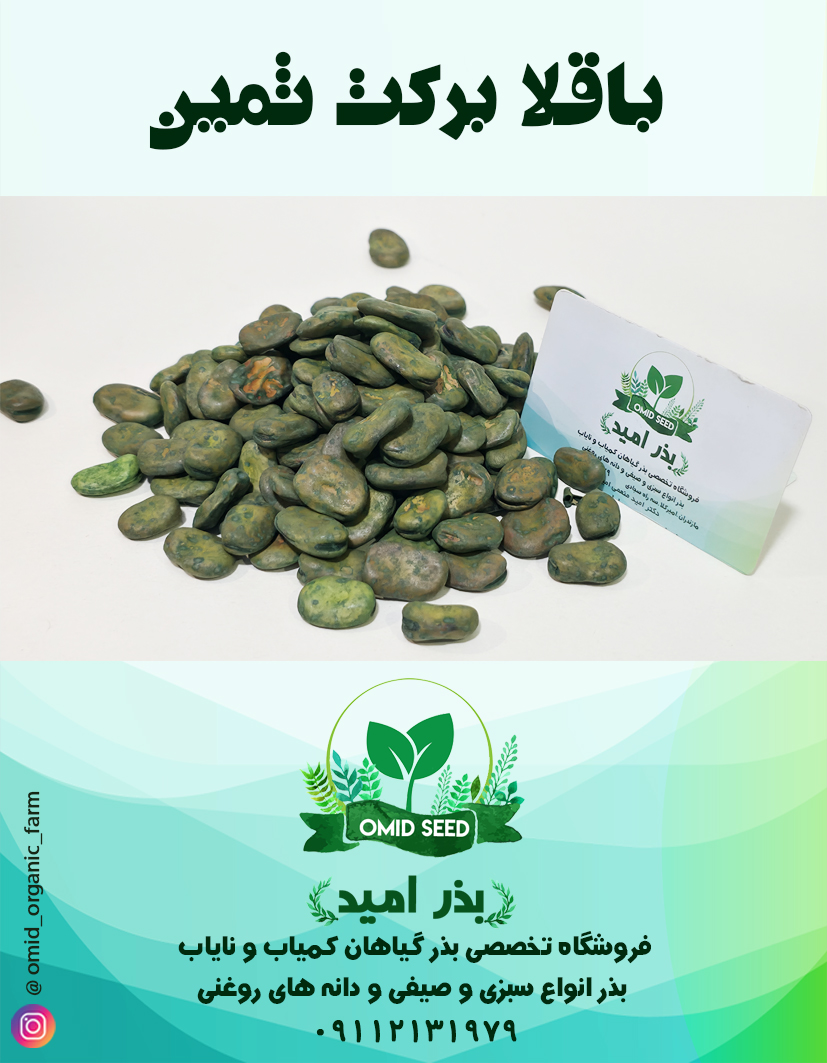 008 بذر باقلا برکت ثمین - تصویر 1
