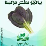 بذر پاکچوی بنفش هیبرید توکیتا
