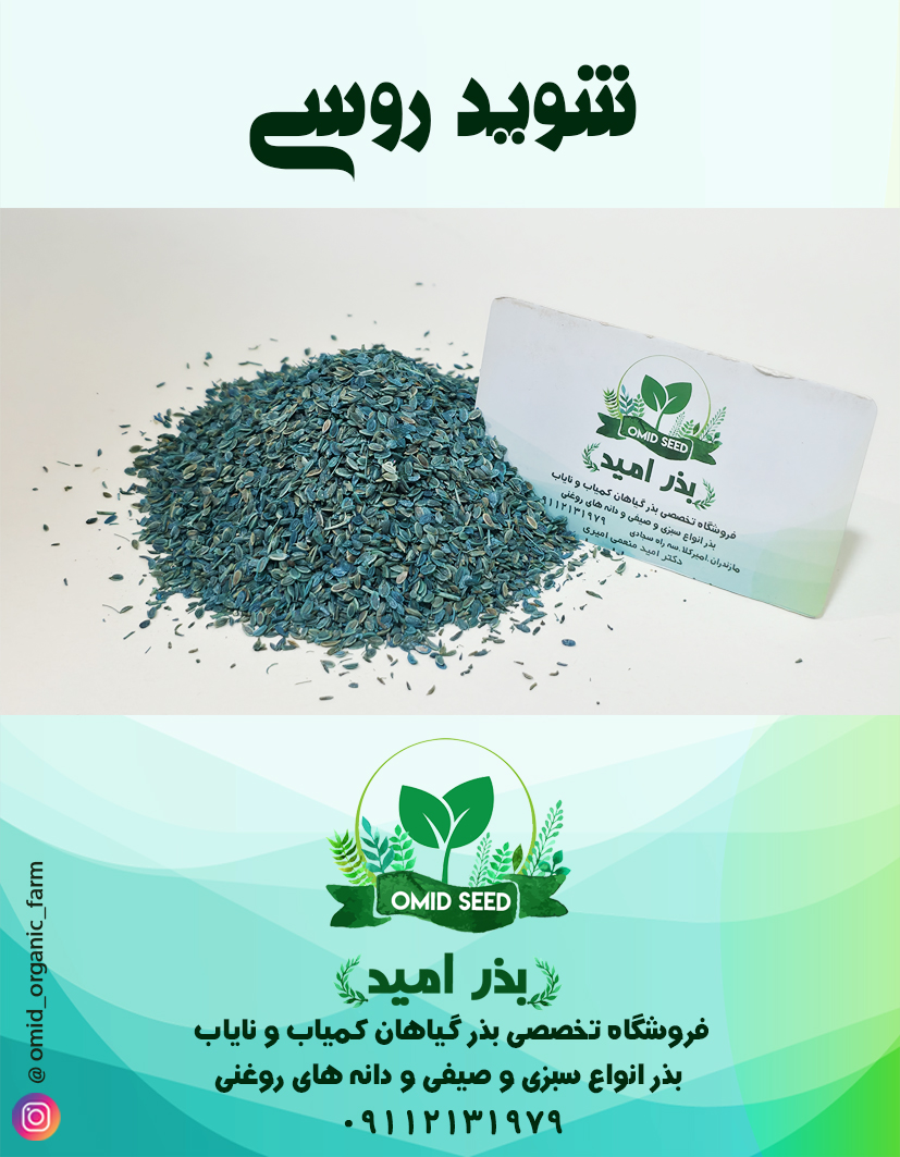 013 بذر شوید روسی مقاوم به سرما - تصویر 1