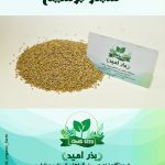 بذر شبدر برسیم پا بلند