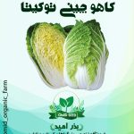 بذر کاهو چینی هیبرید مخصوص کیمچی