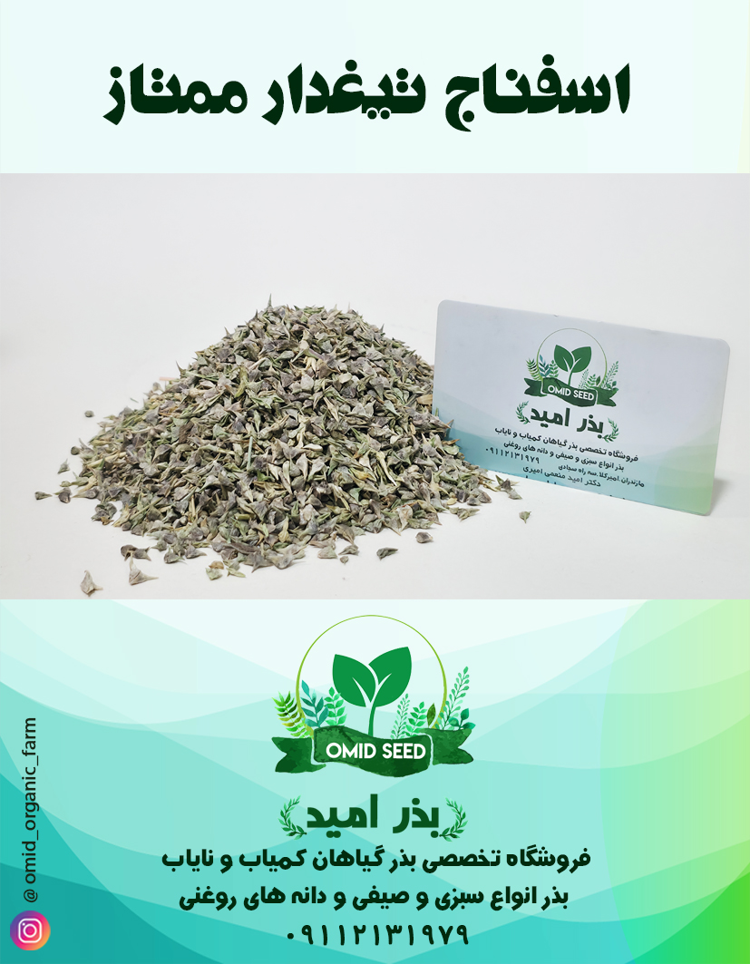 020 بذر اسفناج تیغدار ممتاز - تصویر 1