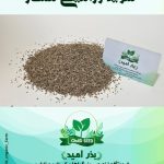 شوید ممتاز صادراتی