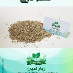 بذر گشنیز خارجی
