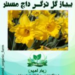 پیاز گل نرگس داچ مستر