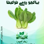 بذر پاکچوی سبز هیبرید توکیتا