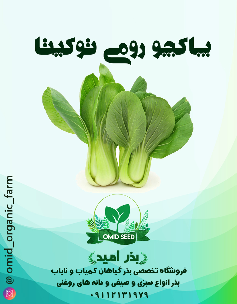 04 بذر پاکچوی سبز هیبرید توکیتا - تصویر 1
