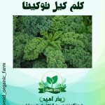 بذر کلم کیل هیبرید توکیتا