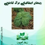بذر ریحان ایتالیایی برگ کاهویی