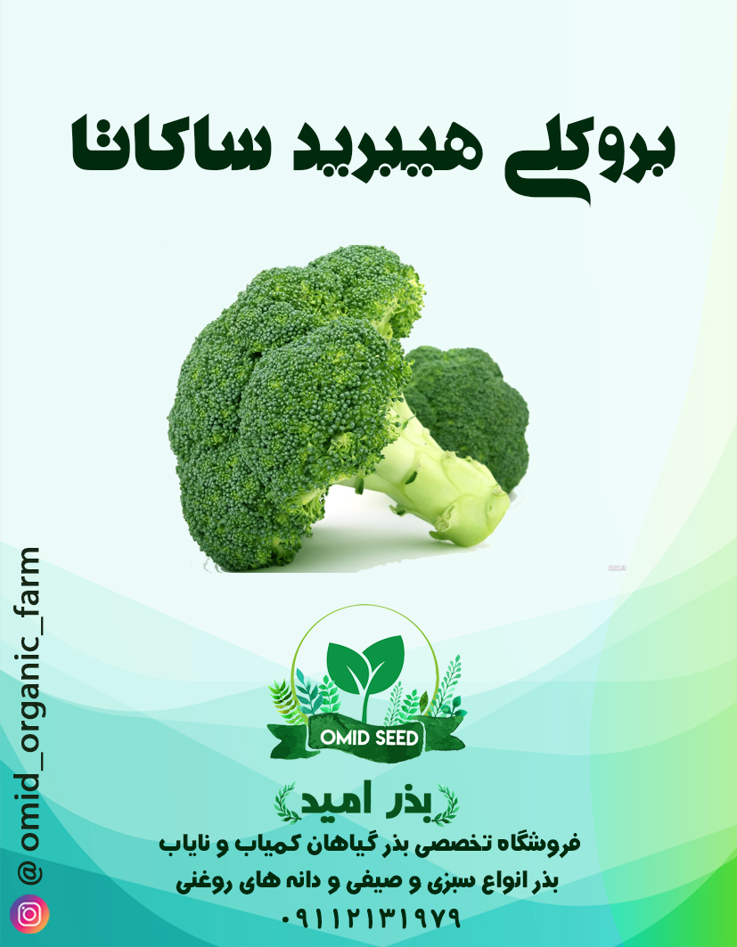 07 بذر بروکلی هیبرید ساکاتا - تصویر 1