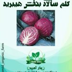 بذر کلم برگ هیبرید توکیتا
