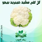 بذر گل کلم سفید بیجو هیبرید