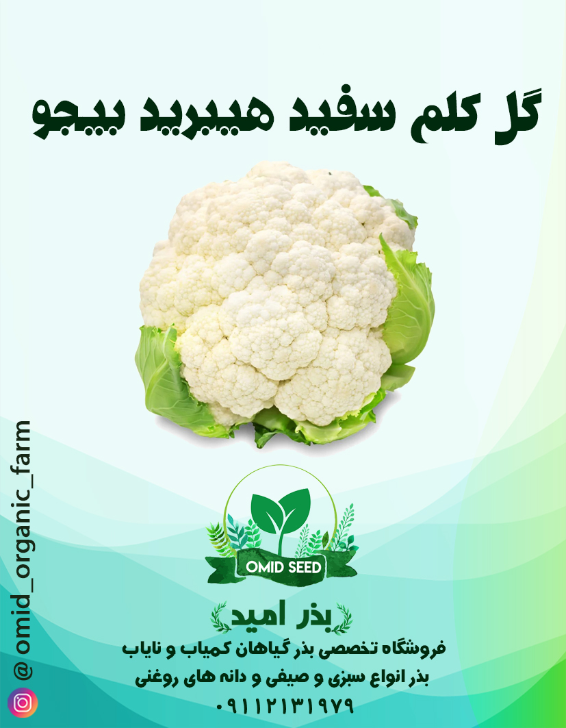 09 بذر گل کلم سفید بیجو هیبرید - تصویر 1