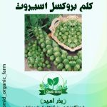 بذر کلم بروکسل اسپروت