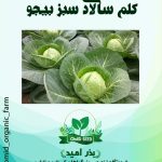 بذر کلم برگ سبز هیبرید بیجو