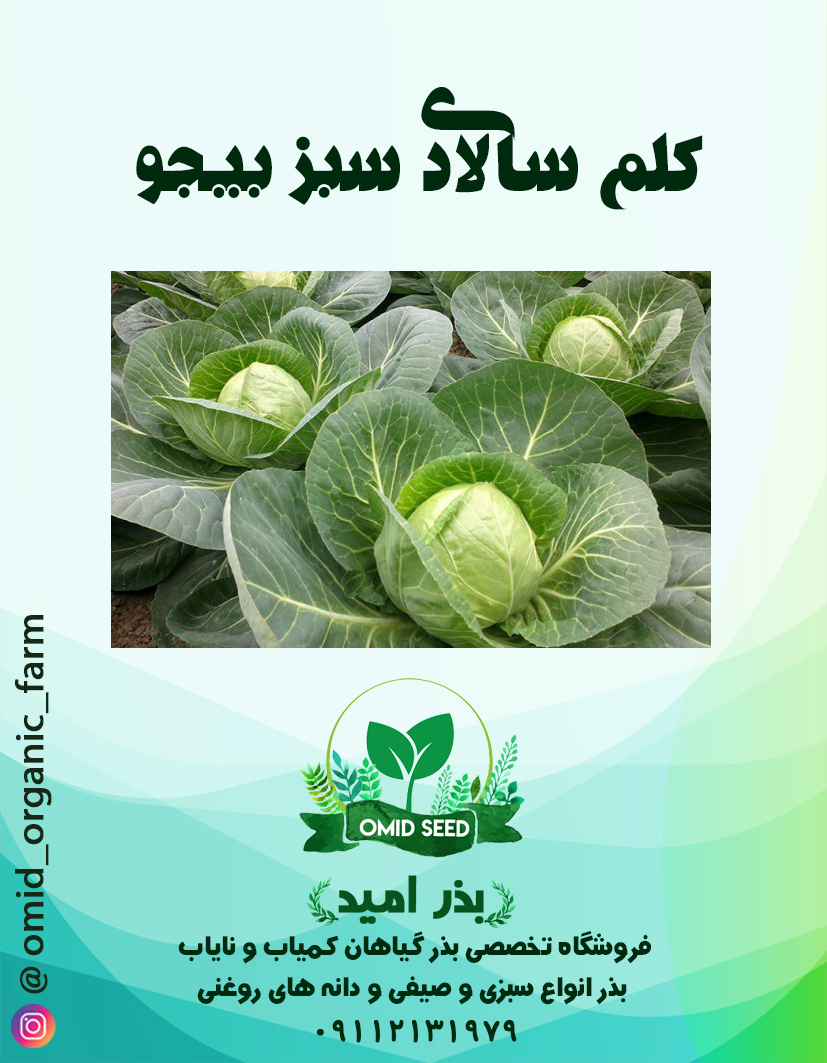 11 بذر کلم برگ سبز هیبرید بیجو - تصویر 1
