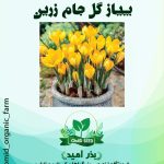 پیاز گل جام زرین