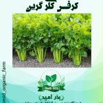 بذر کرفس کلری گرین