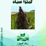 بذر کینوا سیاه