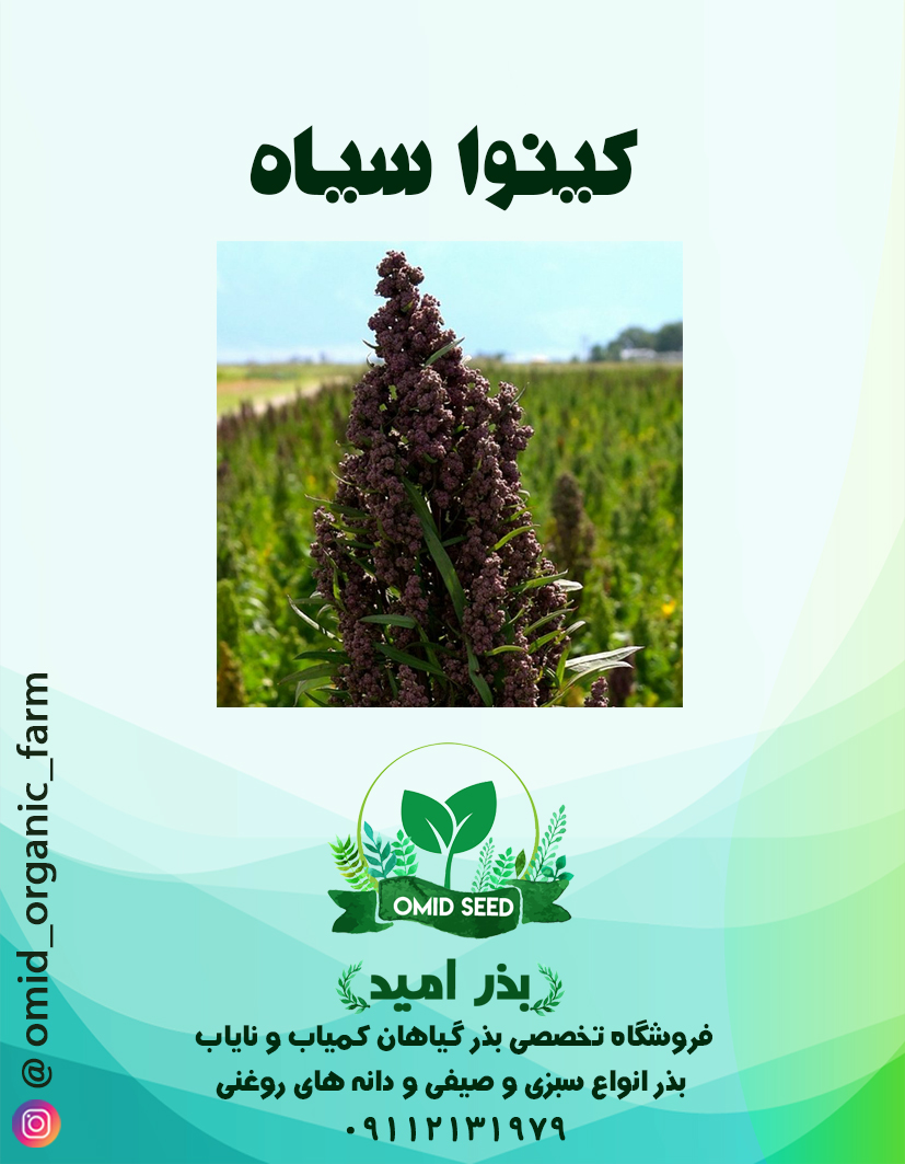 15 بذر کینوا سیاه - تصویر 1