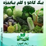پک کاهو و کلم پاییزه