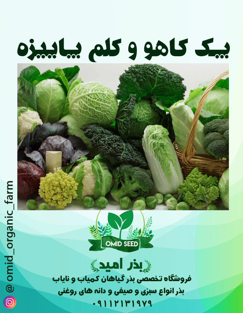 16 پک کاهو و کلم پاییزه - تصویر 1