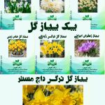 پک پیاز گل