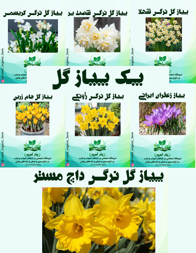 444 پک پیاز گل - تصویر 1