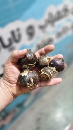 پیاز گل سنبل ایرانی - تصویر 2