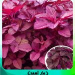 بذر آمارانتوس قرمز خوراکی