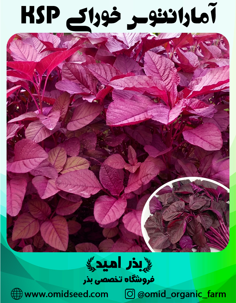 آمارانتوس خوراکی KSP بذر آمارانتوس قرمز خوراکی - تصویر 1