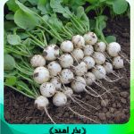 بذر تربچه نقلی سفید