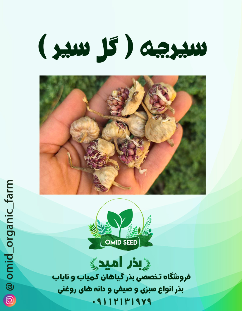 سه سیرچه ( گل سیر ) - تصویر 1