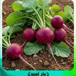 بذر شلغم قرمز خارجی