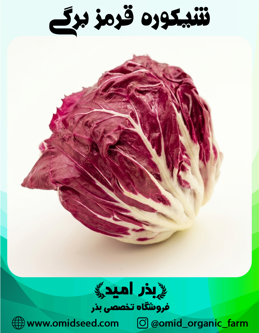 شیکوره قرمز برگی بذر کاسنی فرنگی شیکوره قرمز برگی - تصویر 1