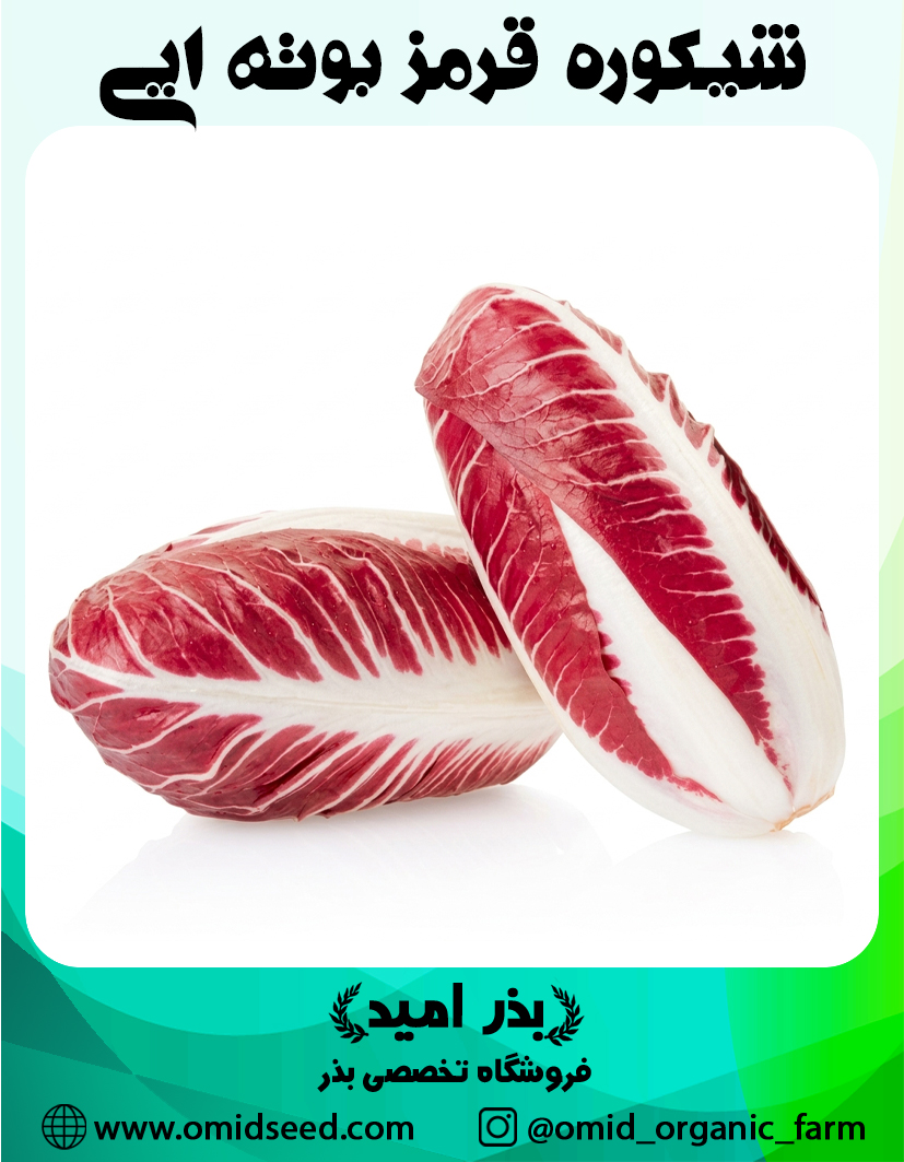 شیکوره قرمز بوته ایی بذر کاسنی فرنگی شیکوره قرمز بوته ایی - تصویر 1