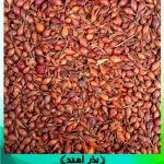 پیاز ریز ( غده پیاز ریز برای پیازچه )