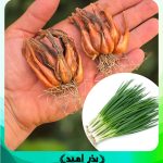 غده پیازچه کپه ایی