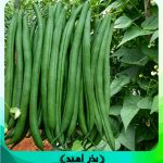 لوبیا سبز درختی ( لوبیا سبز گلخانه ایی ) توکیتا