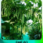 لوبیا سبز درختی ( لوبیا سبز گلخانه ایی ) سمنیس