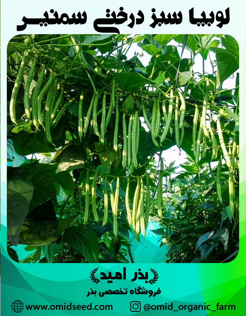 لوبیا سبز سمنیس لوبیا سبز درختی ( لوبیا سبز گلخانه ایی ) سمنیس - تصویر 1
