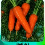 بذر هویج توکیتا